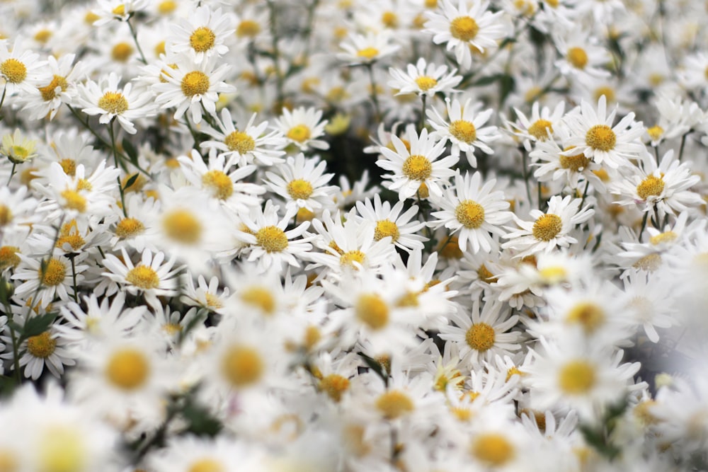 white and yellow flowers during daytime