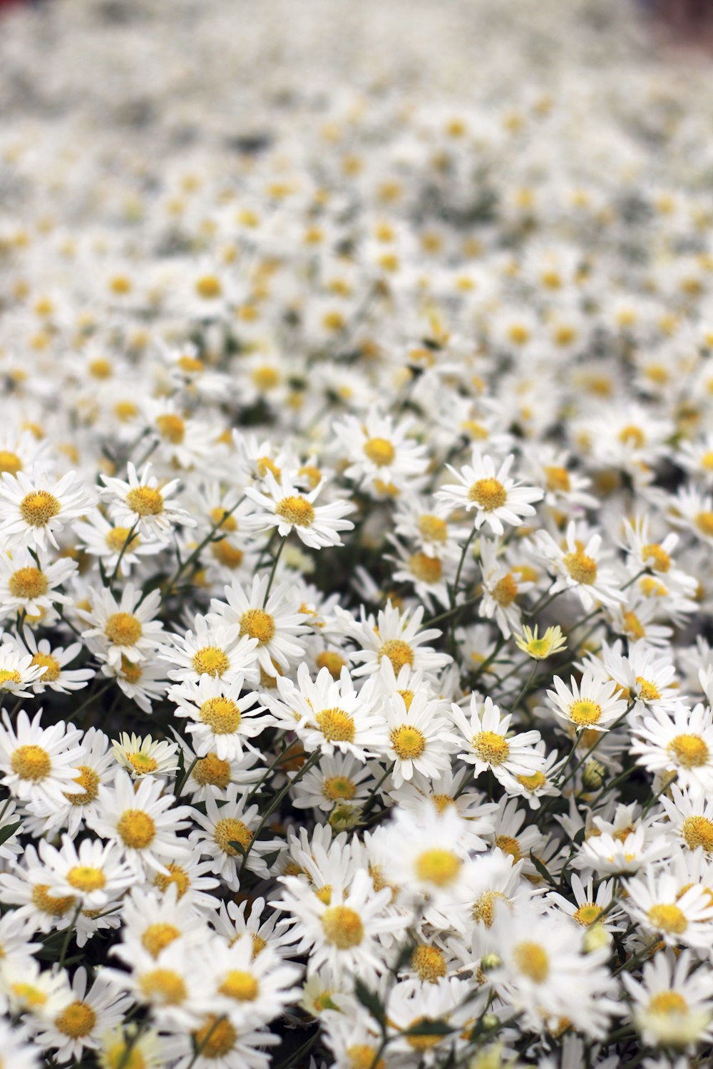 white and yellow daisy flowers