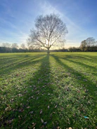 leafless tree on green grass field during daytime