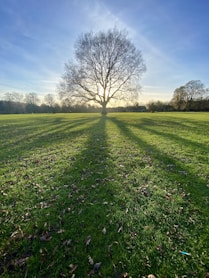 leafless tree on green grass field during daytime