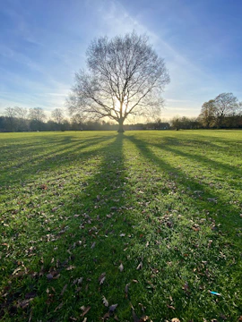 leafless tree on green grass field during daytime