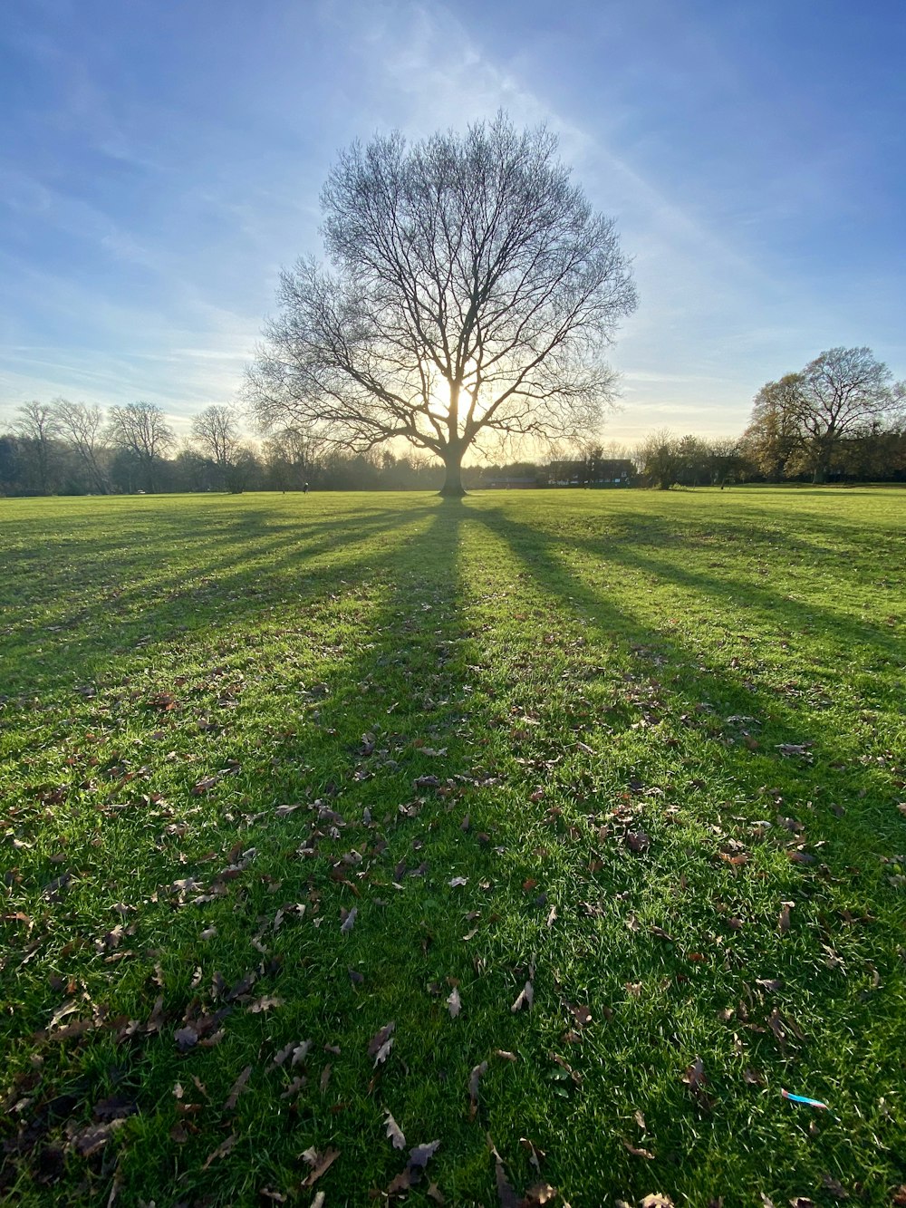 albero senza foglie sul campo di erba verde durante il giorno