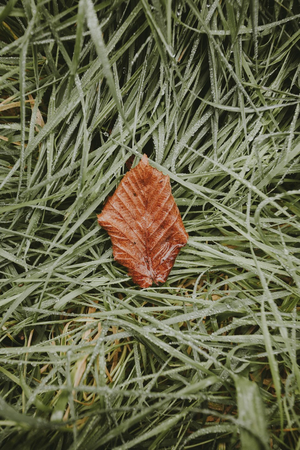 orange leaf on green grass