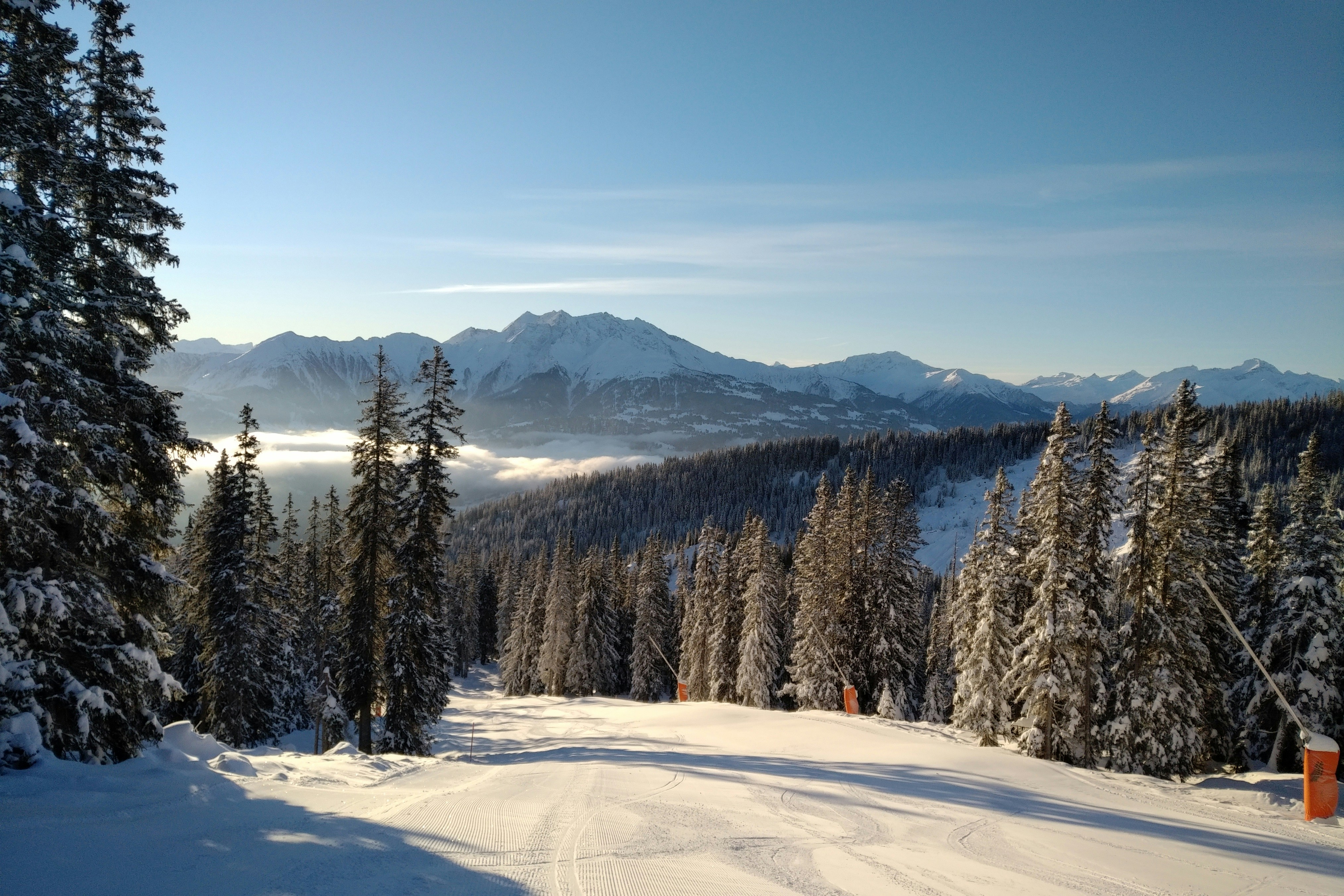 green pine trees on snow covered ground during daytime