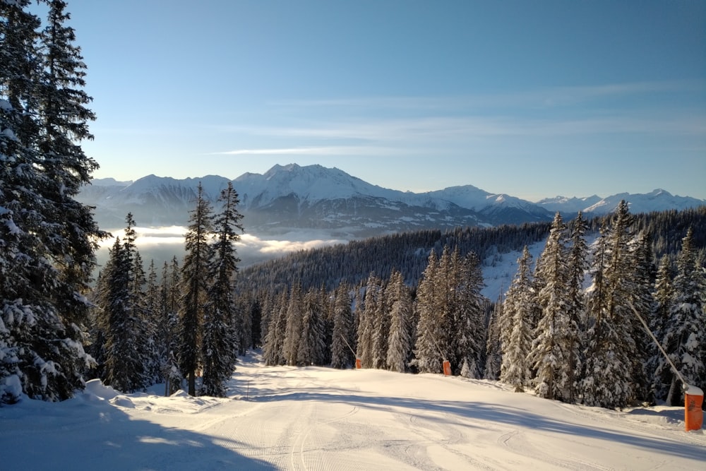 green pine trees on snow covered ground during daytime