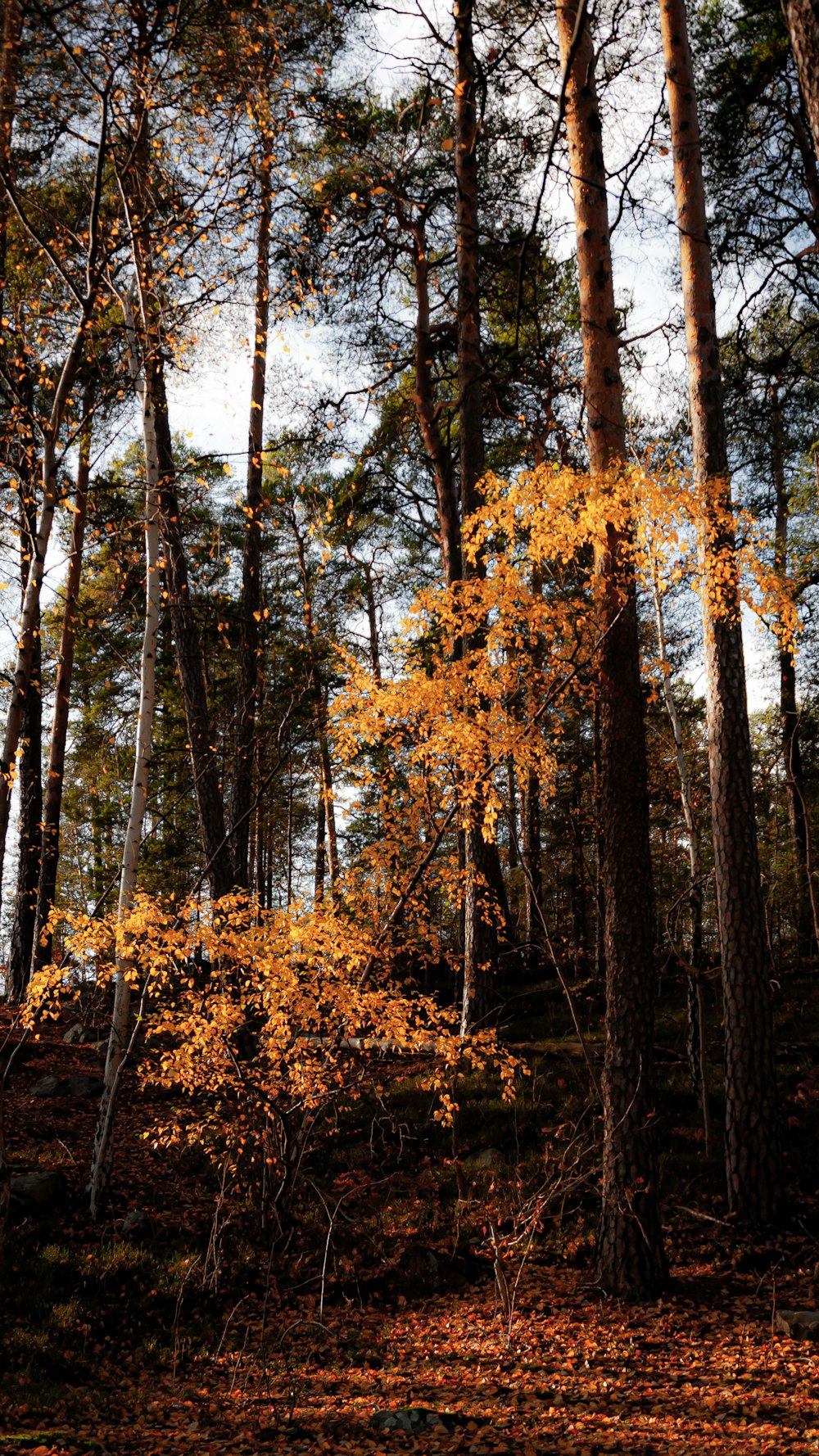 brown and green trees during daytime