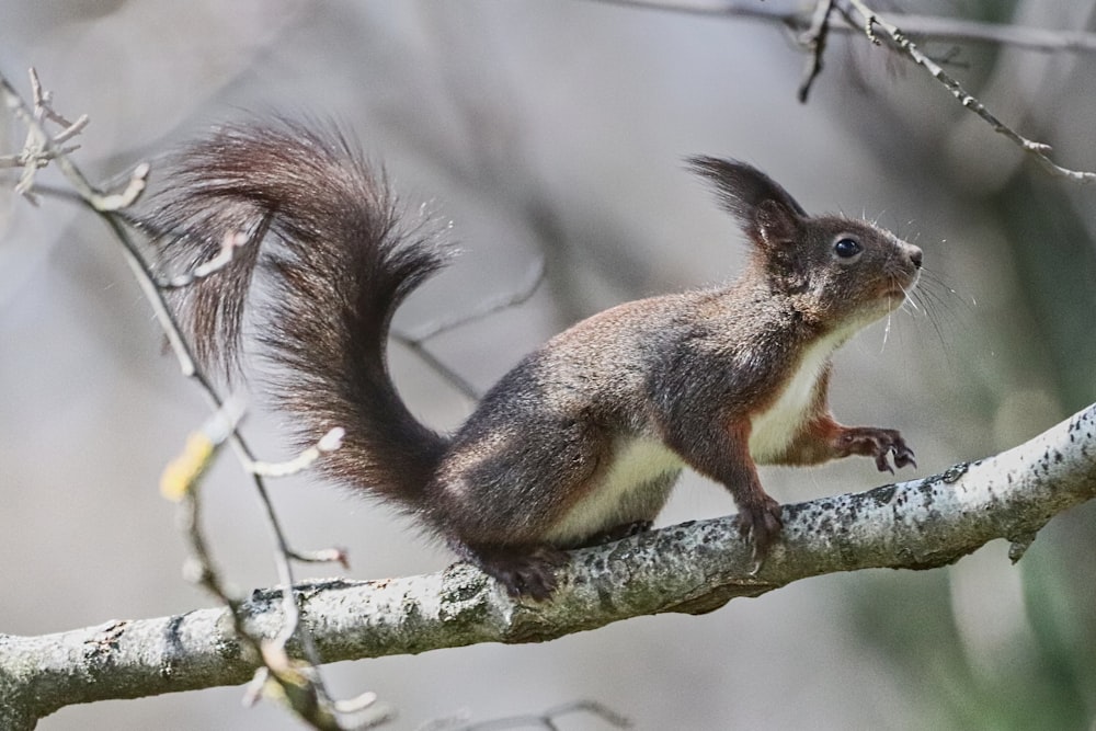 brown and black squirrel on tree branch