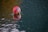 A colorful inflatable ball with cartoon characters partially submerged and floating on rippling water.