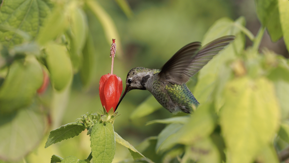 green and black humming bird flying over red flower