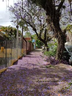 A cozy Altadena street lined with blooming jacaranda trees under a soft morning light.