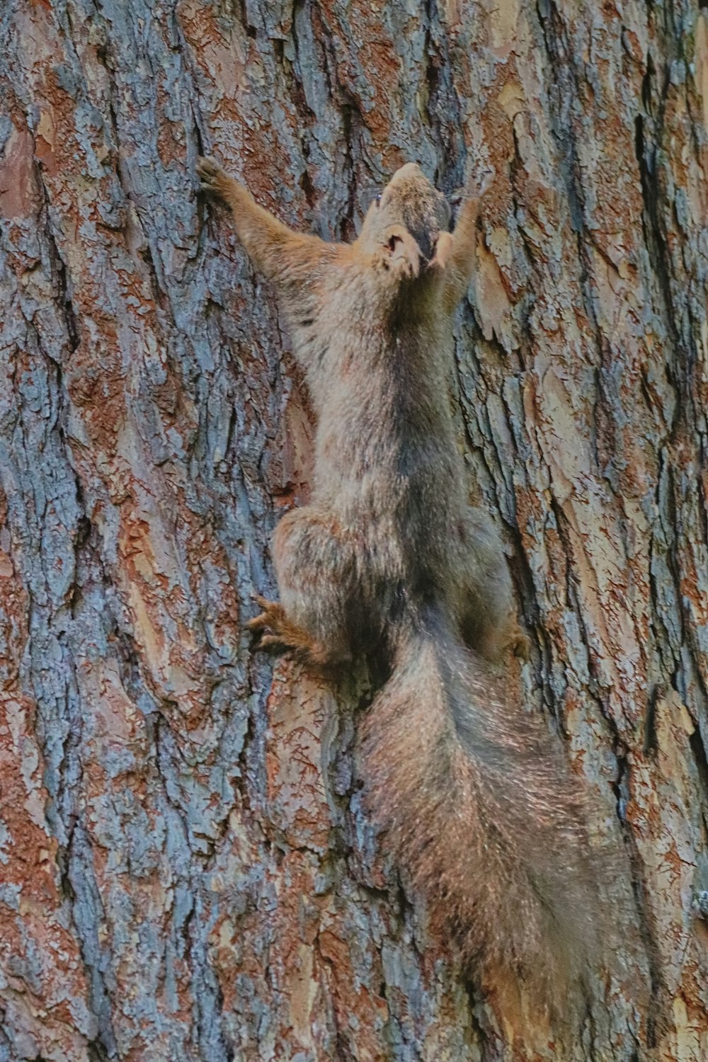 brown squirrel on brown tree