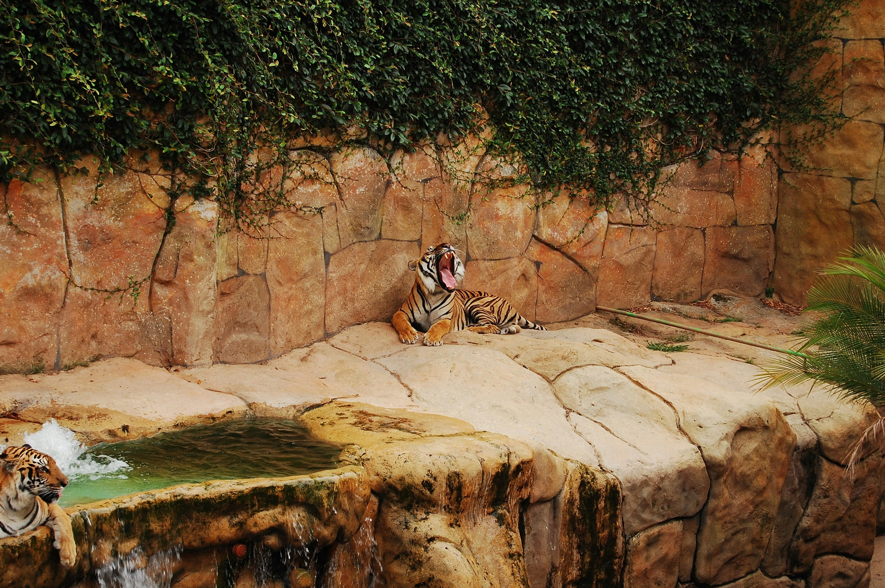 tiger lying on brown rock