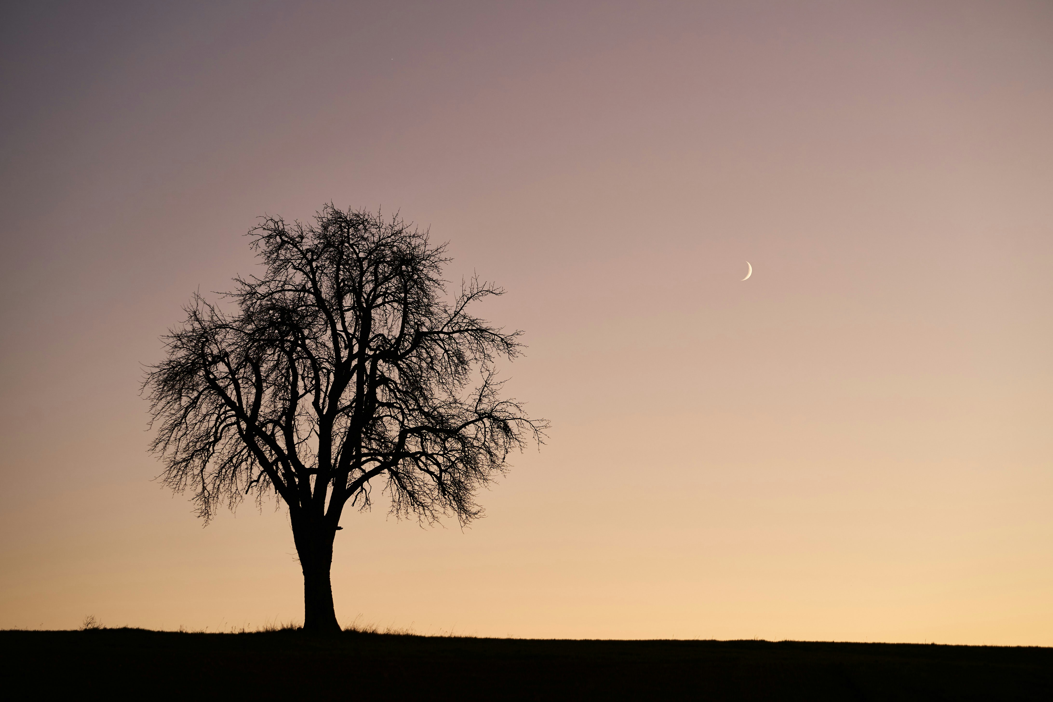 Photo by wolfgang_hasselmann