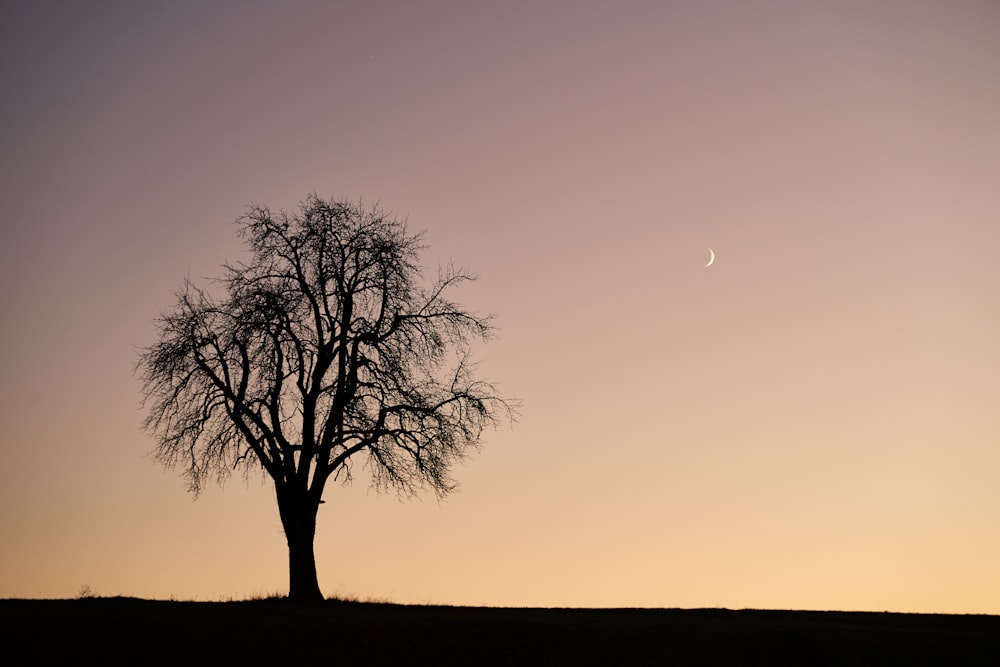 leafless tree under gray sky