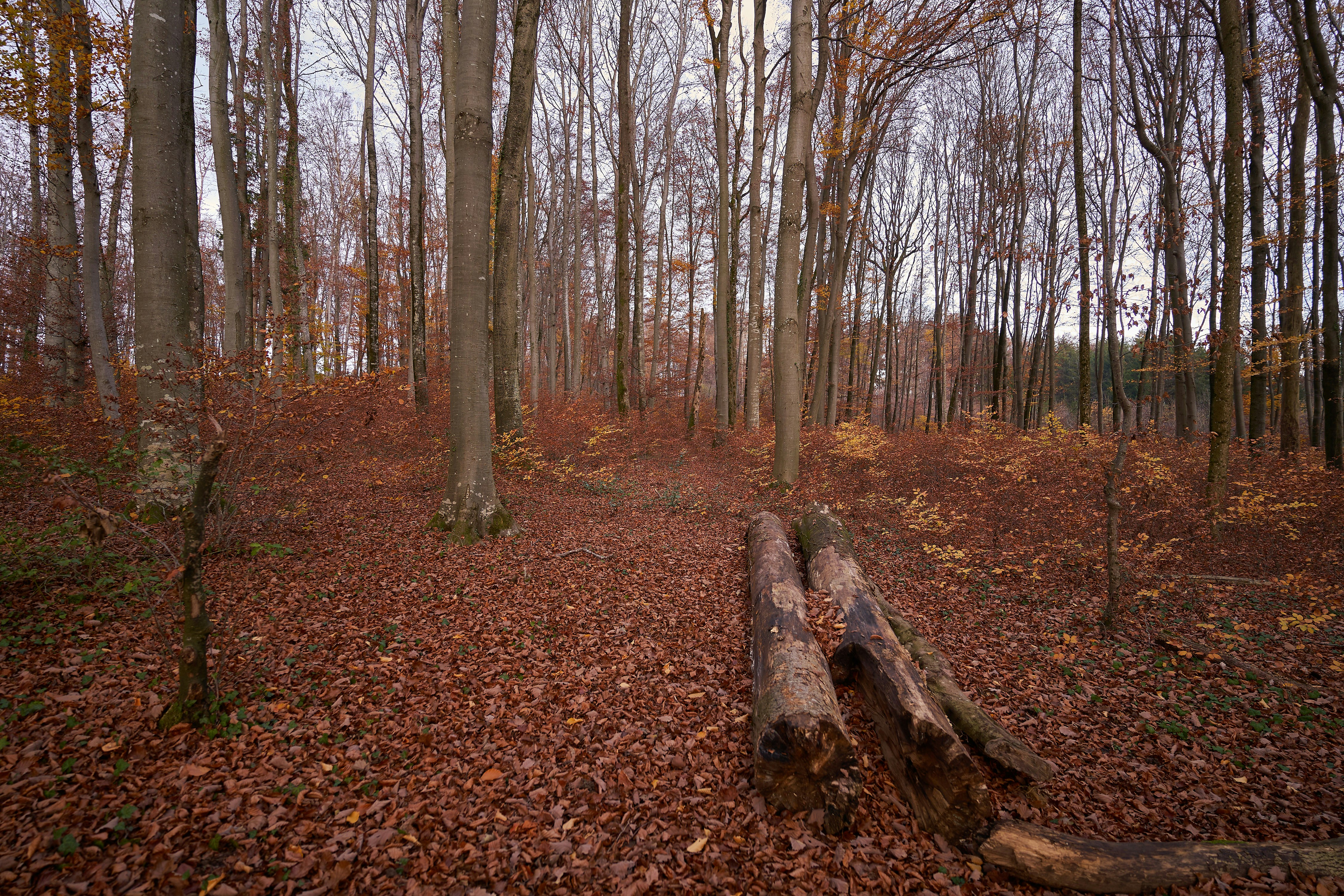 Photo by wolfgang_hasselmann