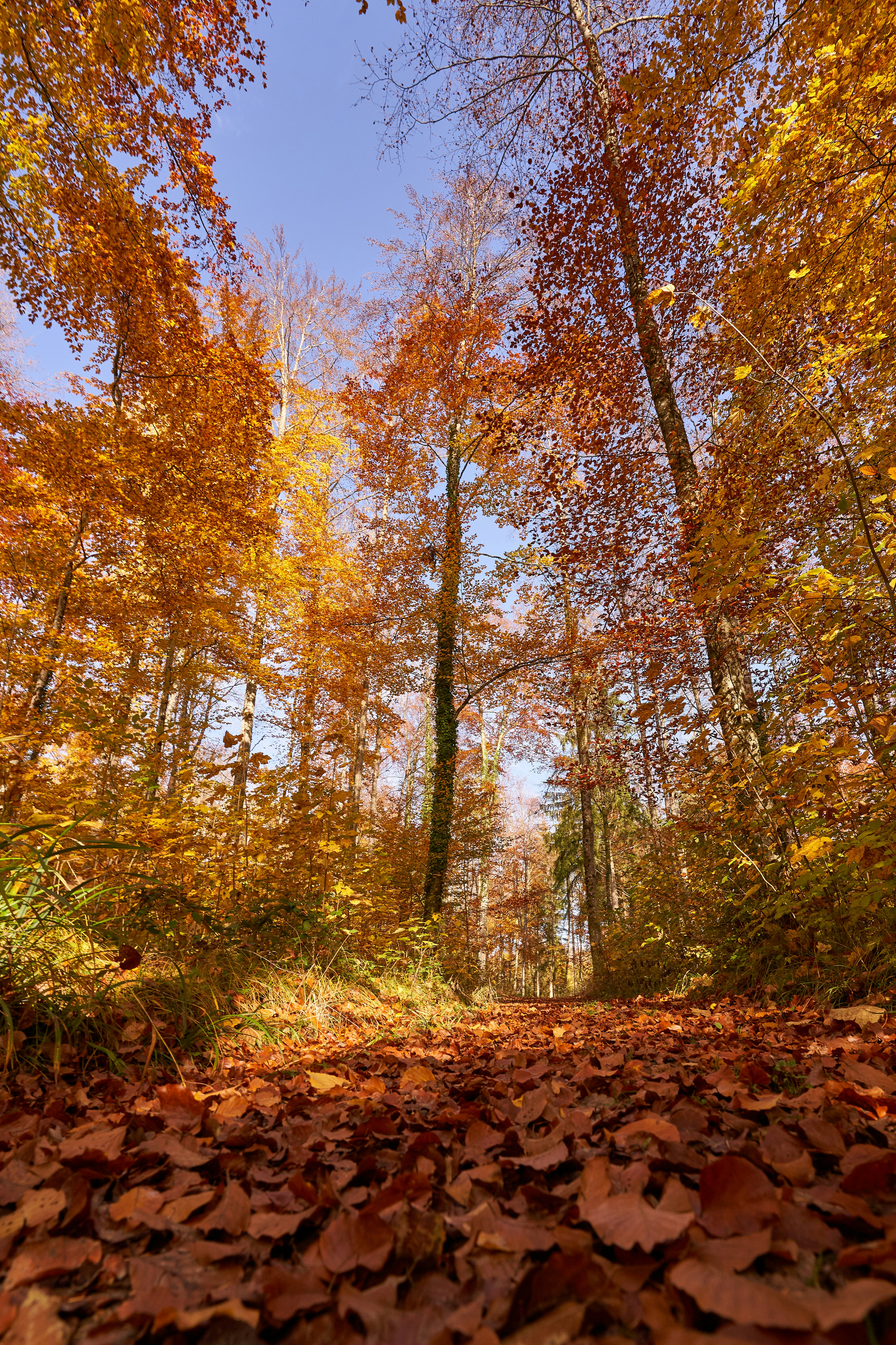 Photo by wolfgang_hasselmann