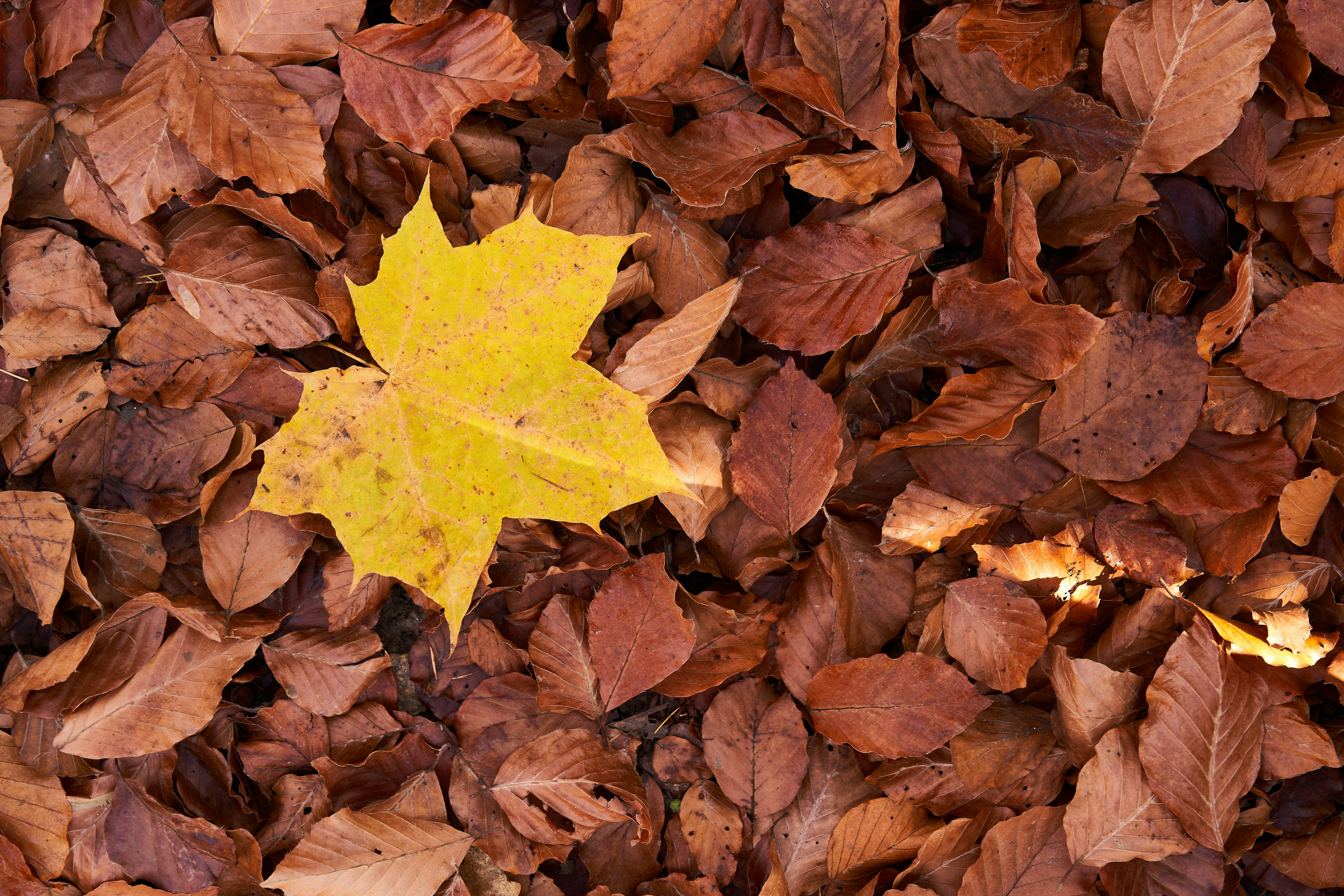 Photo by wolfgang_hasselmann