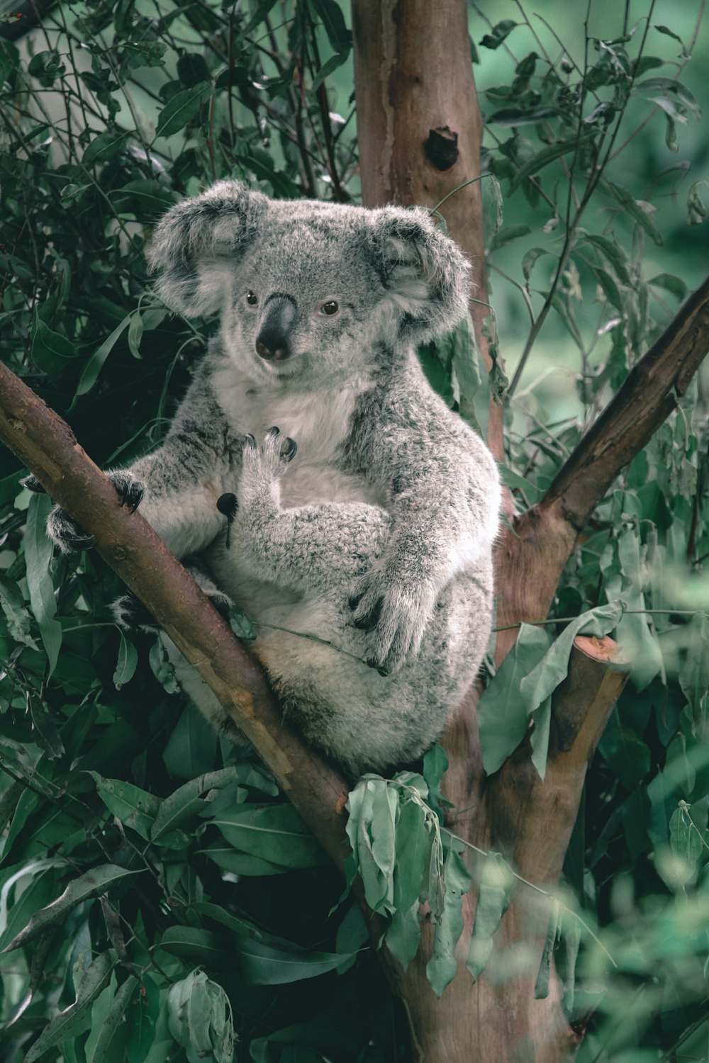 koala bear on tree branch during daytime