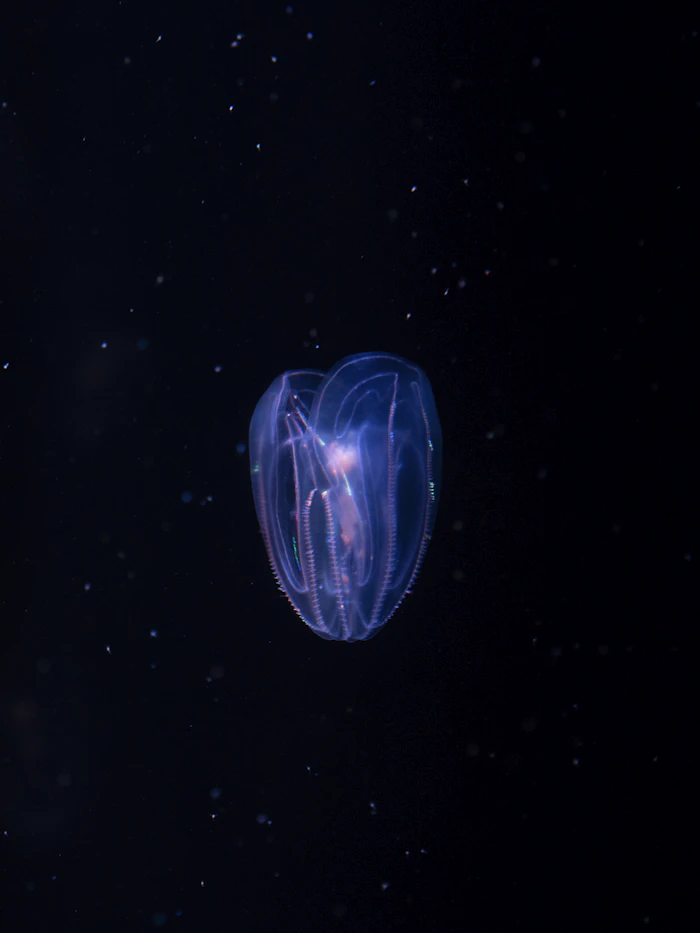 Other Invertebrates