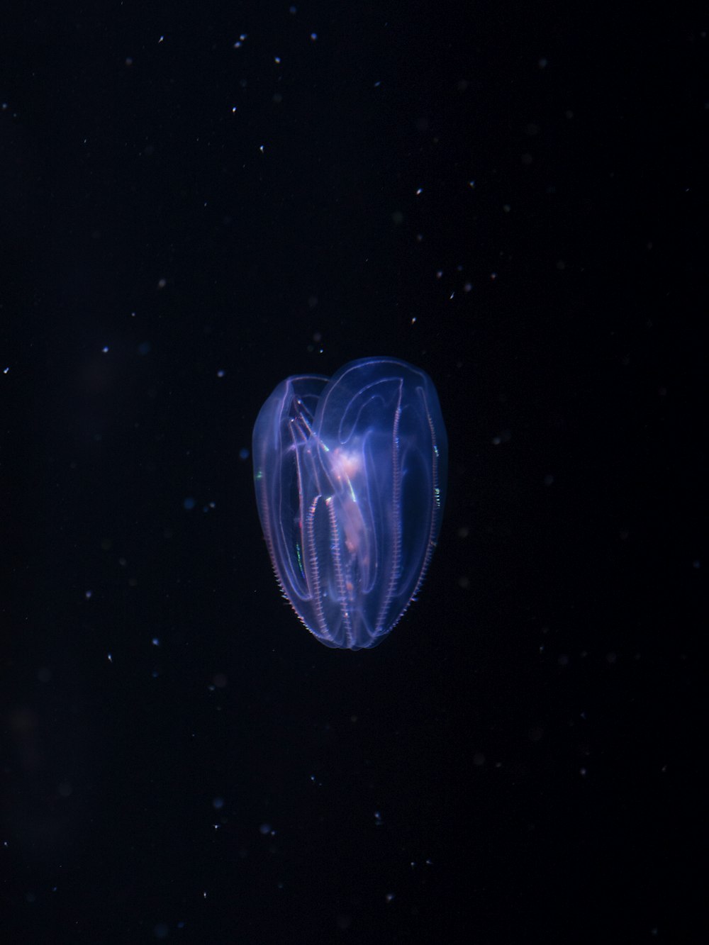 blue and white jellyfish in water