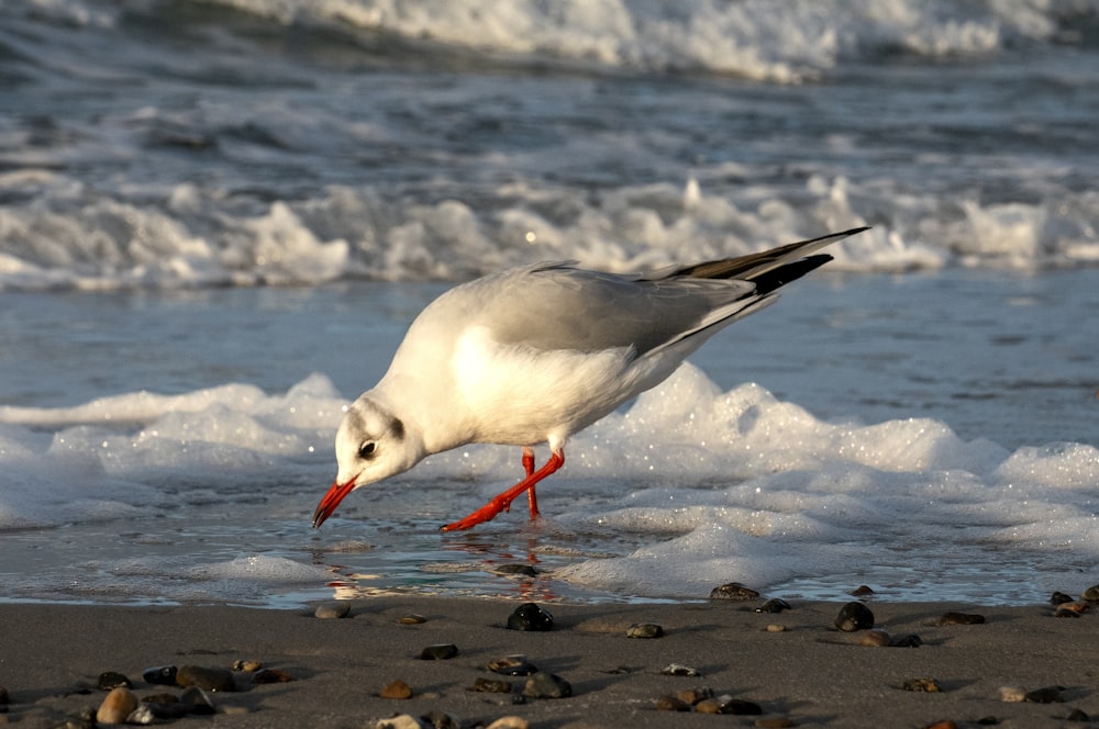 pájaro blanco y gris en arena marrón cerca del cuerpo de agua durante el día