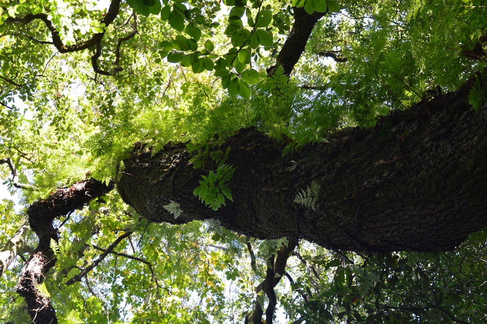 low angle photography of green tree during daytime