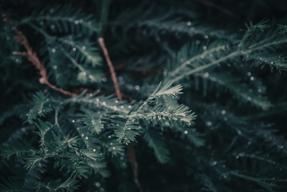 green pine tree leaves in close up photography