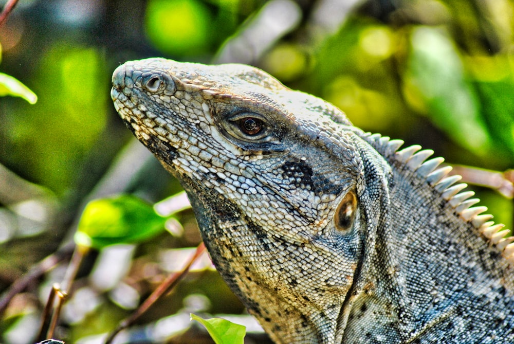 brown and black bearded dragon