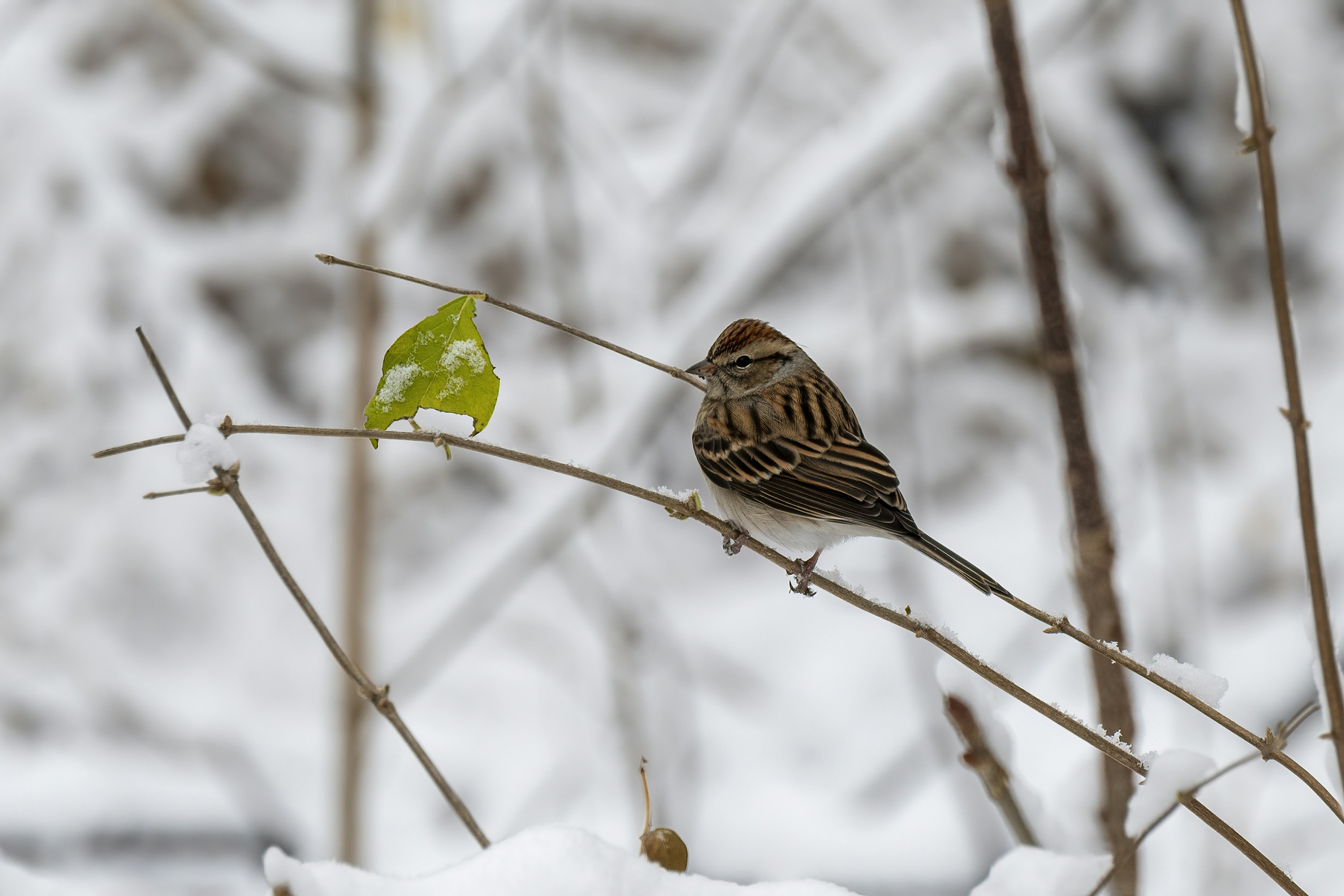 Photo by cholewinski
