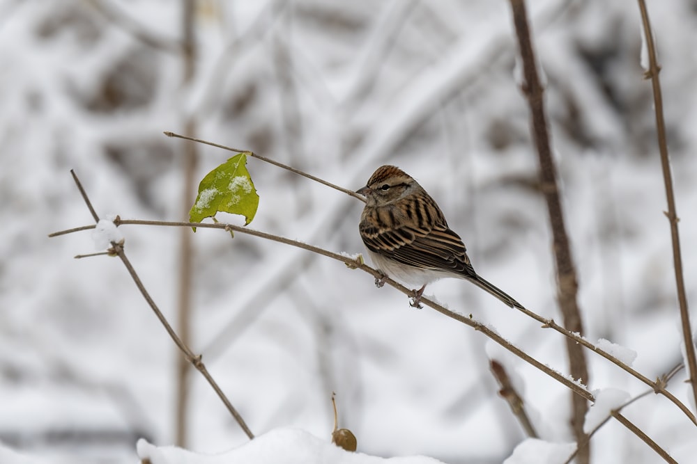 brown bird on brown tree branch