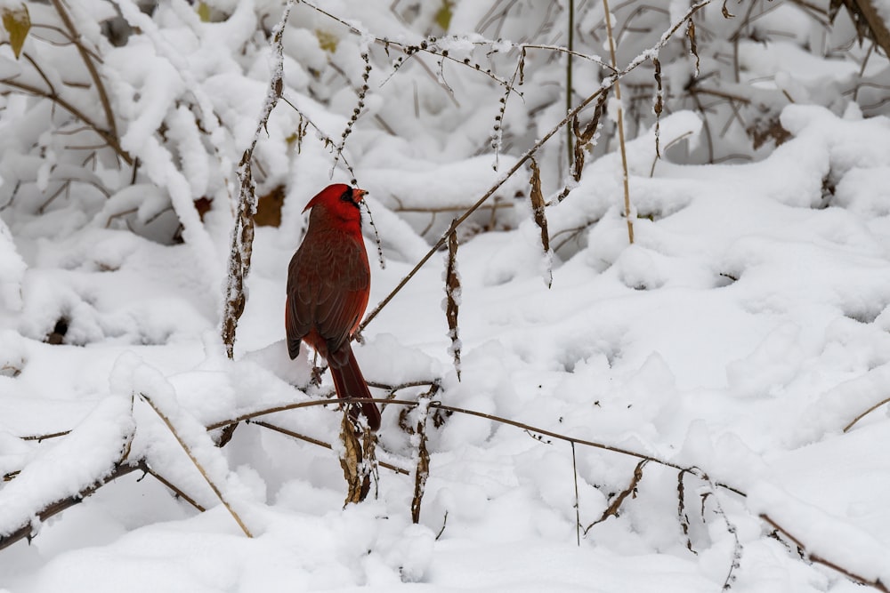 Uccello cardinale rosso sul ramo marrone dell'albero durante il giorno