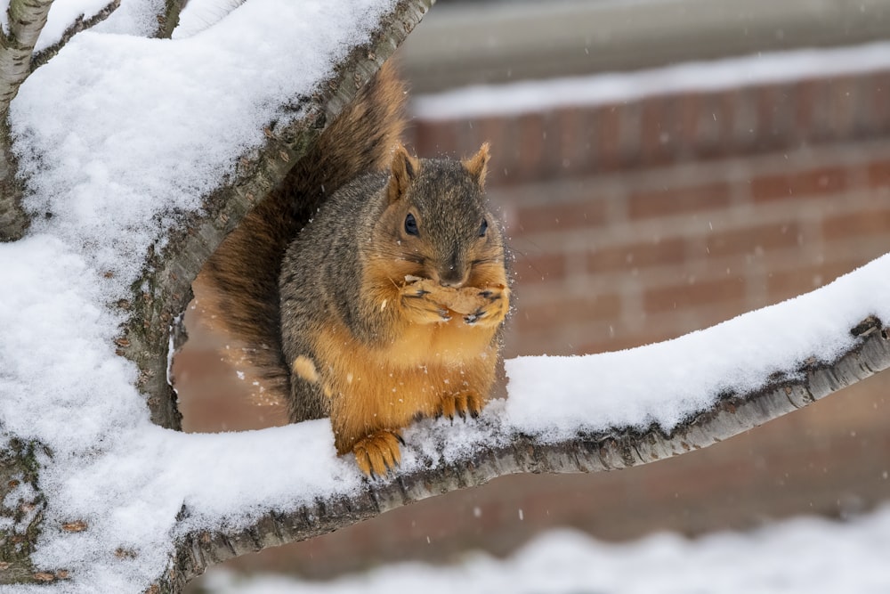 brown squirrel on snow covered ground during daytime