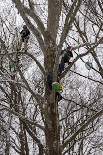 Several people wearing helmets and climbing gear are ascending a large deciduous tree. The branches are bare, suggesting a winter season. The climbers are attaching or managing large green ornaments or balls as part of a decoration process. Snow covers parts of the branches and the ground.