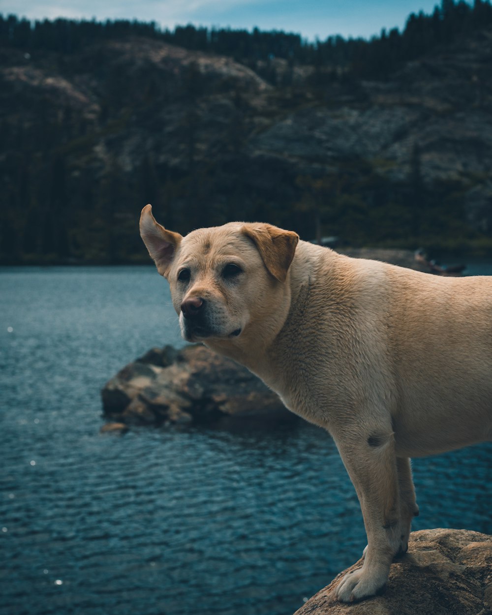 a brown dog standing on top of a rock next to a body of water