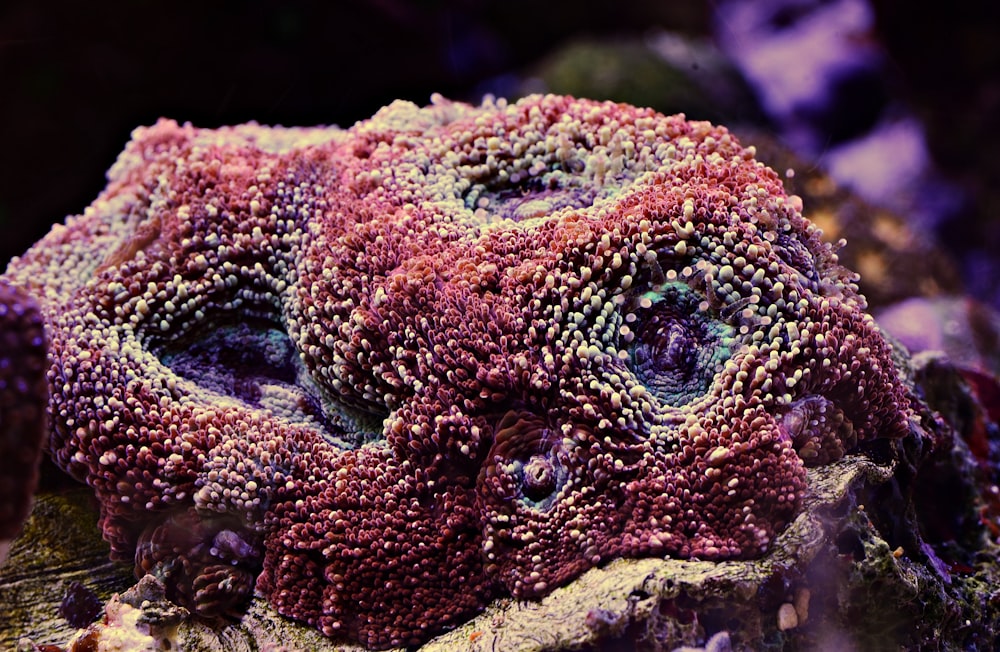 brown and purple coral reef