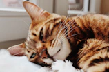 A graceful Bengal female cat lounging on a sunlit windowsill with her striking spotted coat.