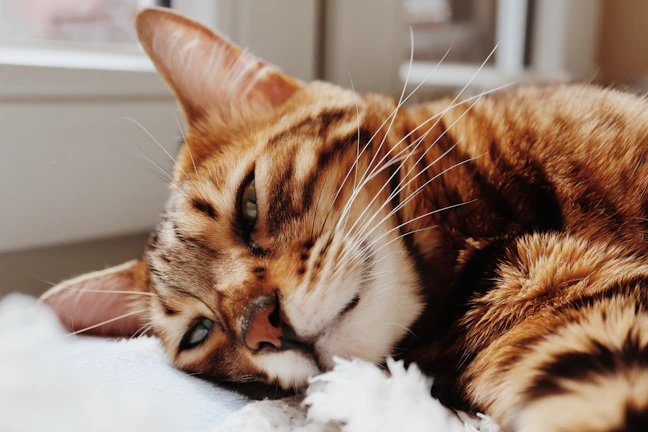 A graceful Bengal female cat lounging on a sunlit windowsill with her striking spotted coat.