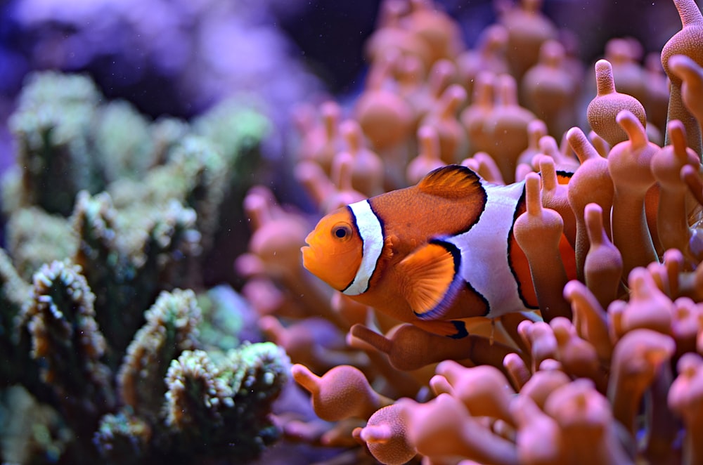clown fish in the water