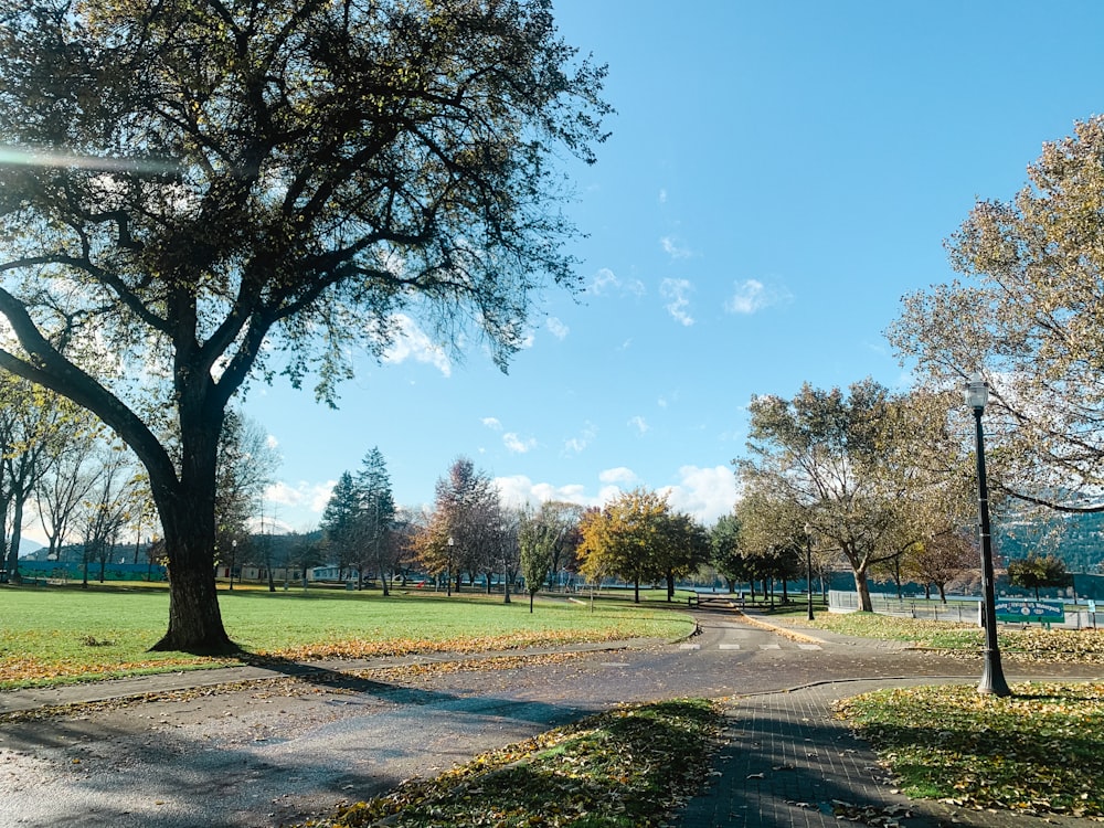 green trees on green grass field under blue sky during daytime