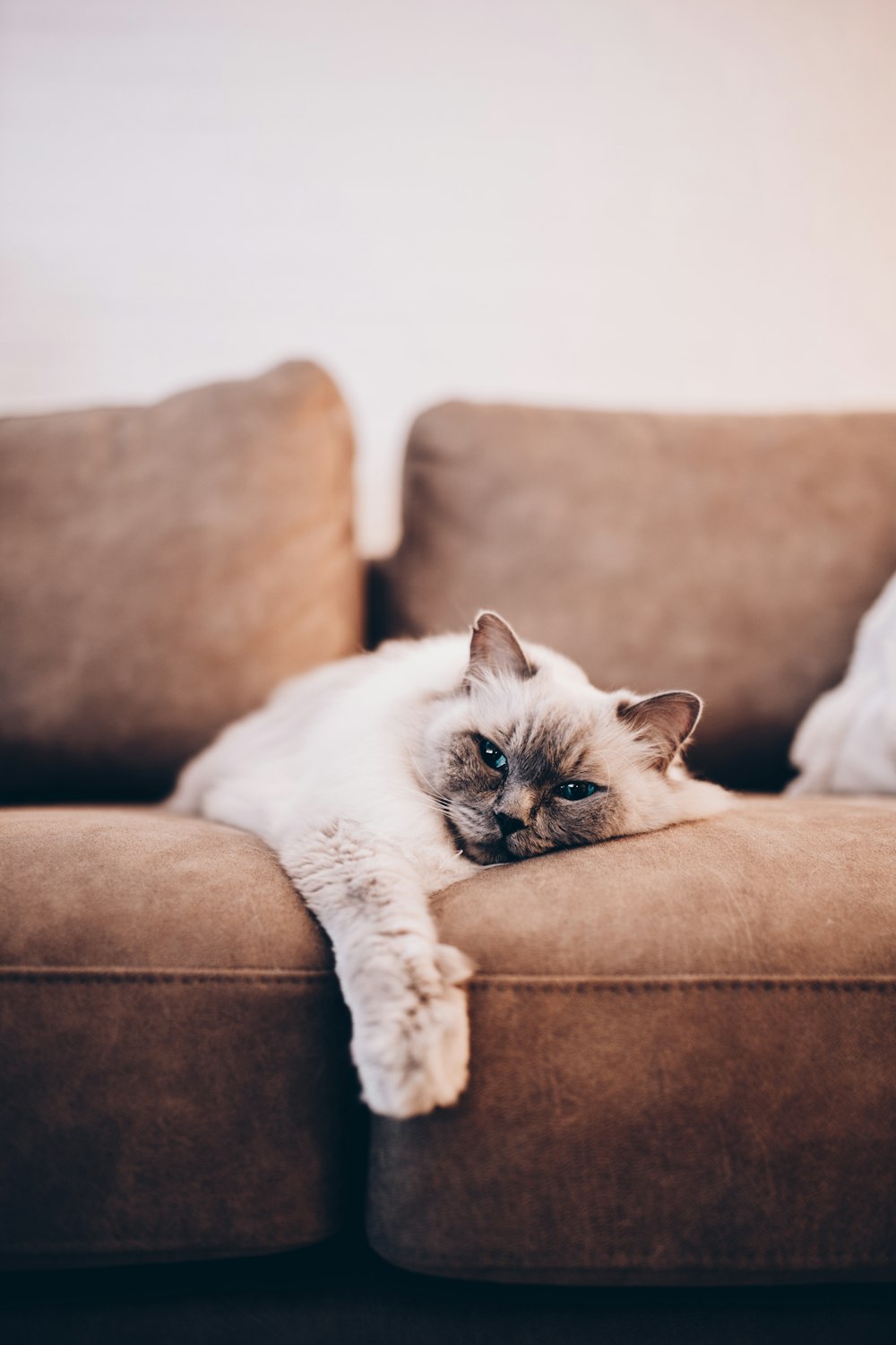 weiße und schwarze Katze auf brauner Couch