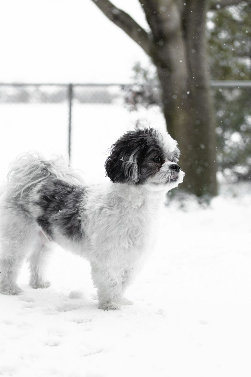 white and black long coat small dog on snow covered ground during daytime