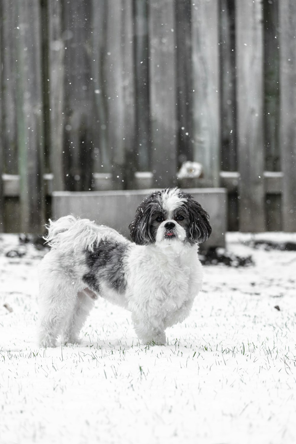 Petit chien à poil long blanc et noir sur un sol enneigé pendant la journée