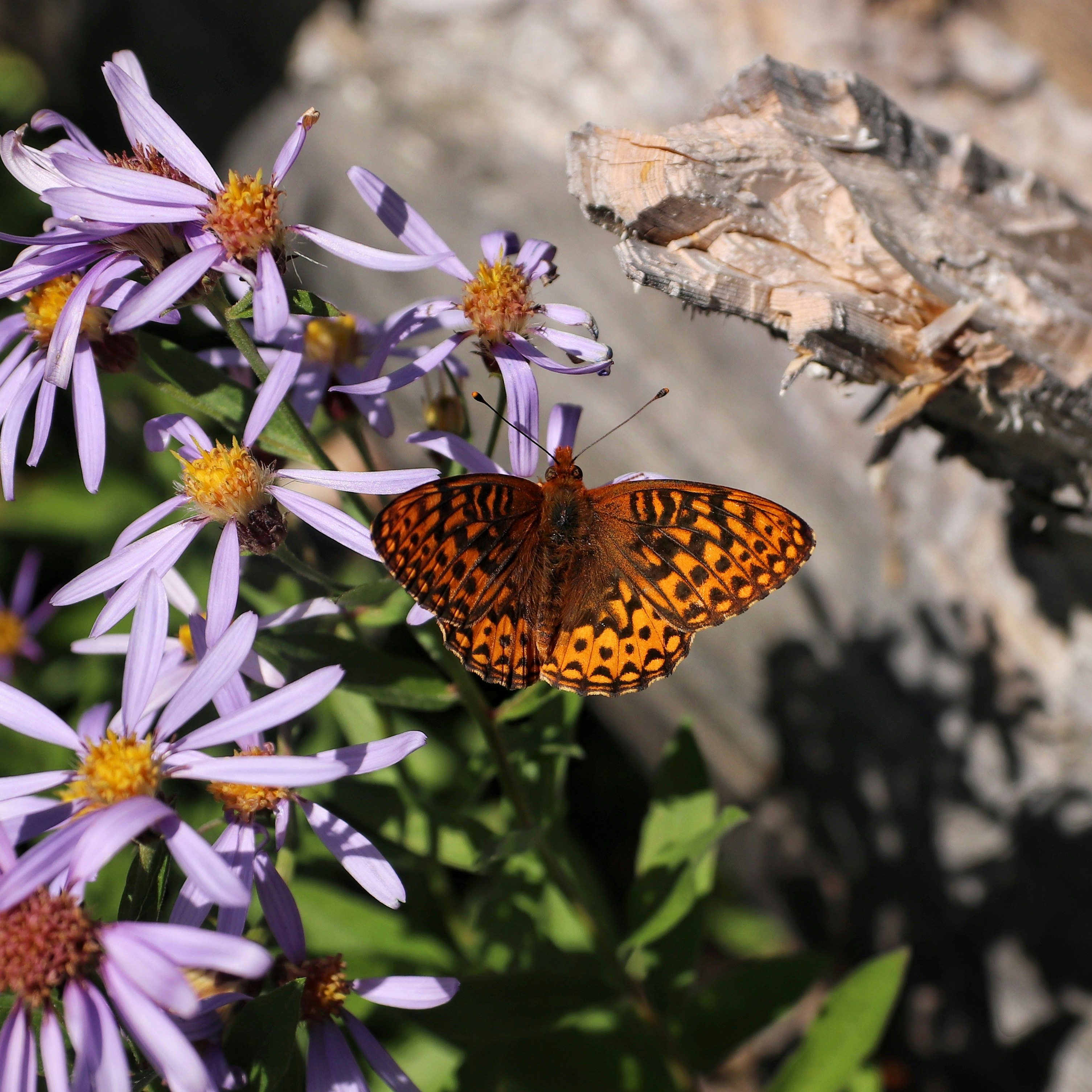 brown and black butterfly on purple and white flower during daytime