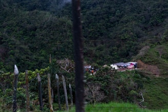 A small house set in a lush, verdant landscape with dense forest surrounding it. Laundry is hung outside the house, indicating a day-to-day activity amidst nature. The foreground features a rustic fence with branches, enhancing the rural setting.