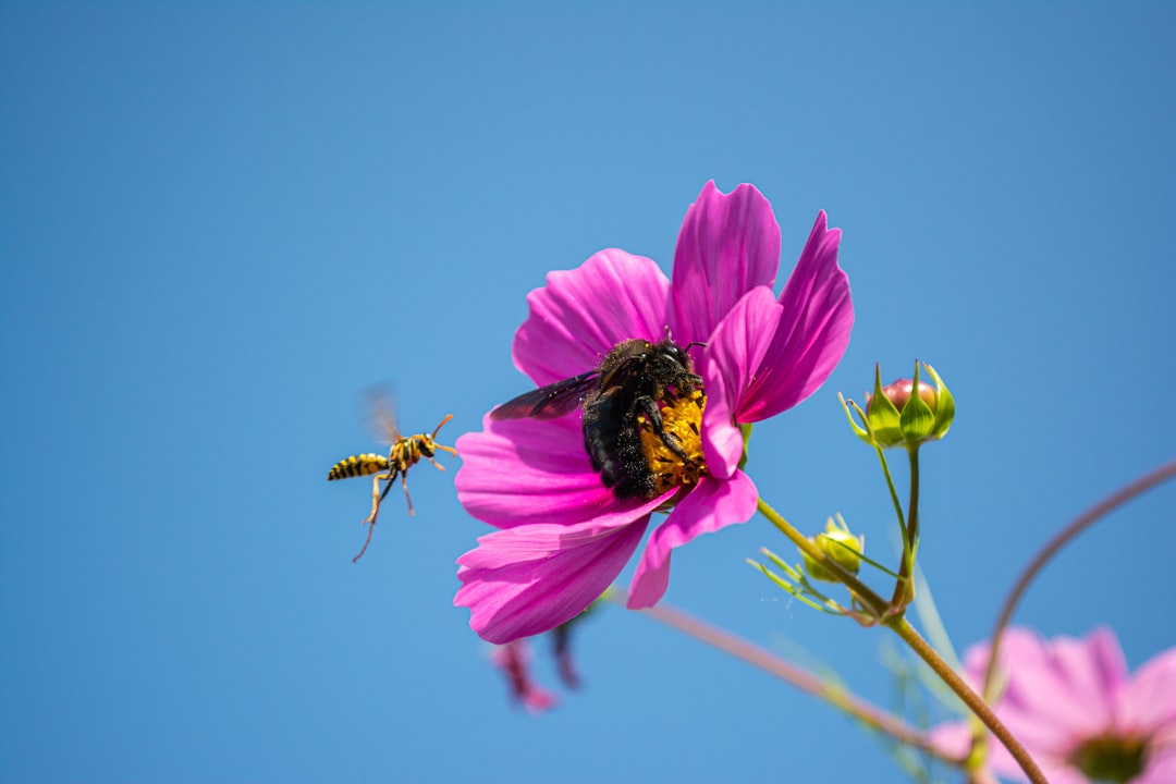 A carpenter bee eating on a flower while a European paper wasp is approaching.