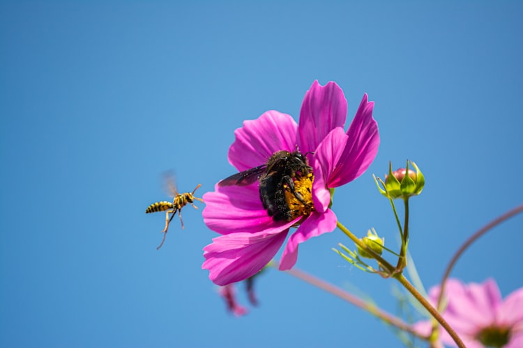 A carpenter bee eating on a flower while a European paper wasp is approaching.