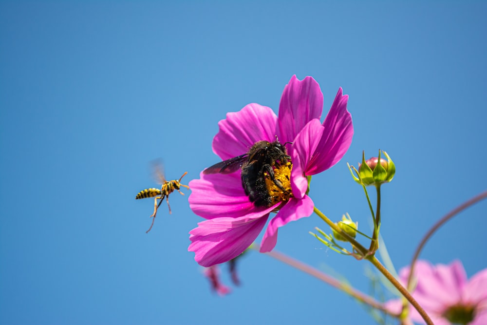 black and yellow bee on purple flower