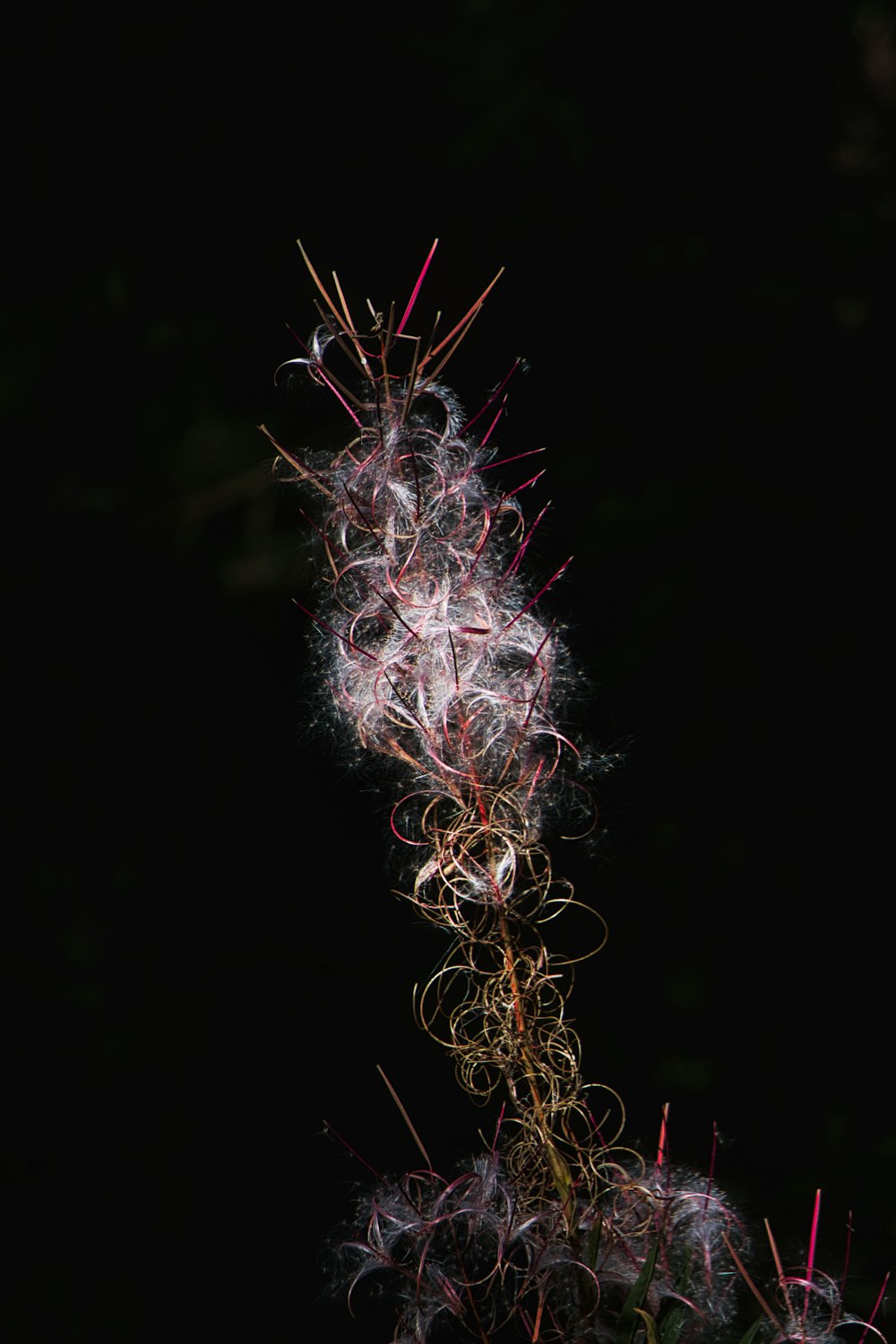 white and brown plant in close up photography