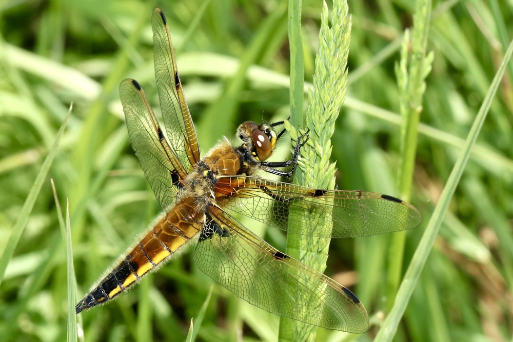 brown and black dragonfly on green grass during daytime