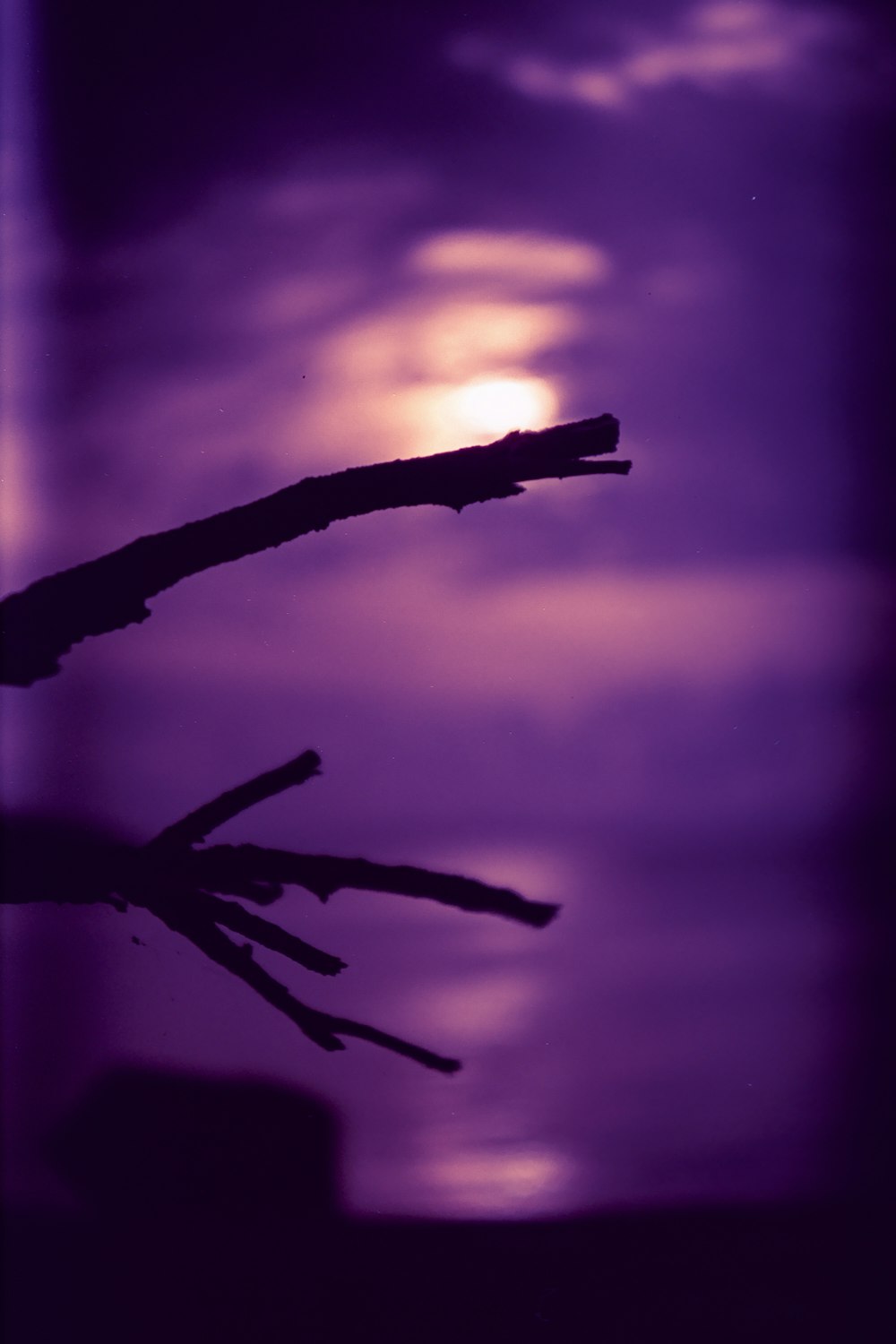 silhouette of tree branch during sunset